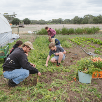 People harvesting carrots together on a farm, collecting fresh produce into baskets beside a greenhouse.
